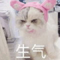暴漫 猫咪 猫 喵星人 生气