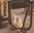 可爱 搞笑 萌宠 笑死
