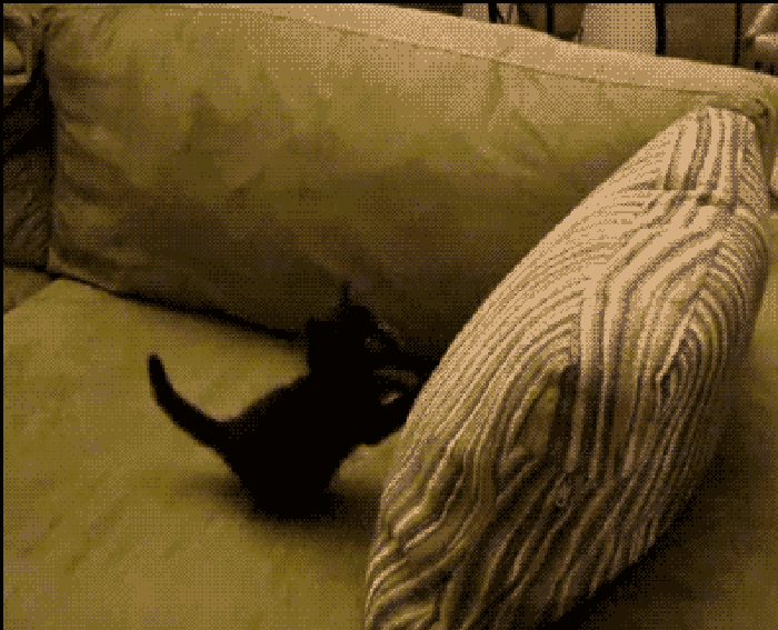 小猫 枕头 呆萌 搞笑