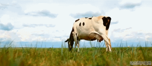 动物 唯美 风景 奶牛 吃草 甩尾巴 吃货