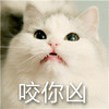 萌宠 喵星人 咬你凶 凶巴巴 呆萌 可爱