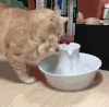猫咪 爪子 书籍 镜子