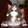 沙雕猫 猫咪 猫 可爱猫 猫表情包 猫咪表情包 小猫