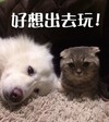 狗狗 猫咪 可爱 斗图 好想出去玩