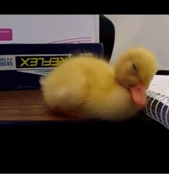 困 鸭子 摇头 睡觉