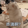 萌宠 喵星人 咋滴啊 怎么了 呆萌 可爱