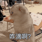 萌宠 喵星人 咋滴啊 怎么了 呆萌 可爱