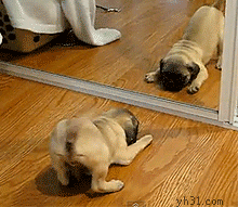狗狗 镜子  搞笑  可笑