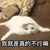 萌宠 喵星人 我就是真的不行嘛 我真的做不到 呆萌 憨憨