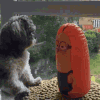 狗狗 不倒翁 玩耍 搞笑