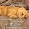 萌宠 猫星人 你是不是不爱我了 委屈 呆萌 可爱