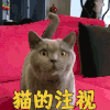 萌宠 猫 猫的注视 搞怪 soogif soogif出品