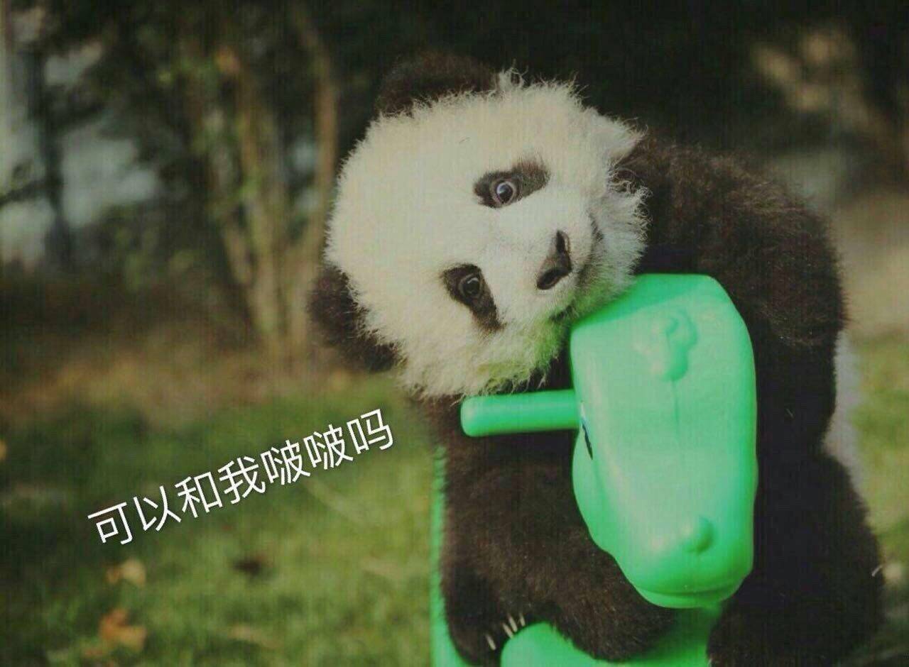熊猫 可爱 国宝 可以和我啵啵吗