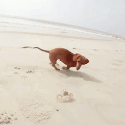 螃蟹 小狗 海滩 玩耍