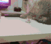 喵星人 囧 雷人 萌宠 猫 猫咪