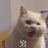 萌宠 喵星人 穷 没钱啊 憨憨 可爱
