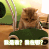 我是谁 我在哪 懵逼