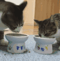 猫咪 吃食 小碗 可爱 低头