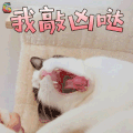 萌宠 猫 我敲凶哒 生气 soogif soogif出品