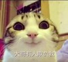 抖音表情包 抖音表情 抖音 社会猫