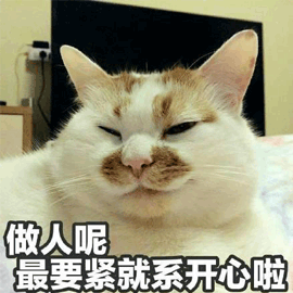 開心 貓