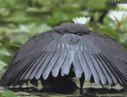 小鸟 伸头 可爱 黑色