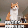 猫 怎么办 绝望