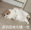 萌宠 猫星人 遇到困难 先睡一觉 呆萌 可爱