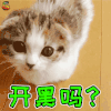 萌宠 猫咪 猫 王者荣耀 开黑吗 搞怪 逗