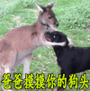 爸爸摸摸你的狗头 袋鼠 狗 摸摸
