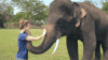 大象 elephant 可爱 再见
