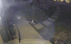 喵星人 雷人 奇葩 猫咪 萌宠 猫