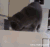 赶紧趁老婆不在抽根烟解解   猫  
都比    吸烟