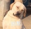 萌宠 汪星人 困了 无奈 呆萌 可爱