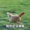 萌宠 鸡 我也还没浪够 快跑 沙雕 逗