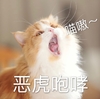 萌宠 猫星人 恶虎咆哮 别惹我 喵呜 呆萌