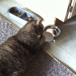 猫咪 喝水 搞笑