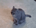 猫咪 配合主人 可爱 听话