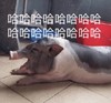 萌宠 猪 哈哈哈 搞怪 逗