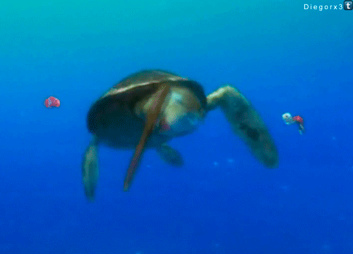 碰头 乌龟 海底总动员