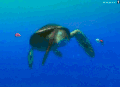 碰头 乌龟 海底总动员
