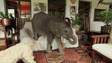 大象 elephant 家居 宠物