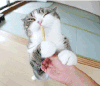 猫咪 吃东西 可爱 享受