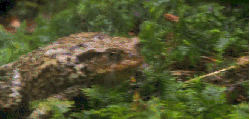 昆虫 神话的森林 纪录片 青蛙