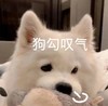 萌宠 汪星人 狗狗叹气 无奈 呆萌 可爱