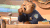 疯狂动物城 豹警官 魔性 吮指 迪士尼 zootopia