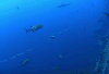 鱼 礁石 海底世界 游动 自然 罗群岛  海洋 ocean nature