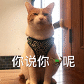 萌宠 猫咪 猫 你说你马呢 斗图