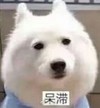 狗 呆滞 发呆 目光