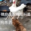 萌宠 汪星人 狗东西 生气 呆萌 逗